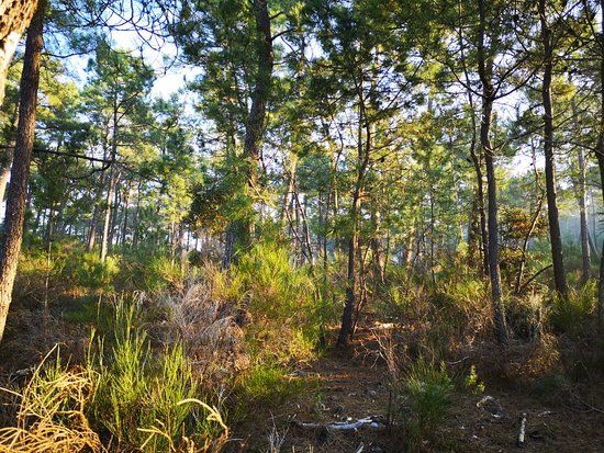 Forêt de la Coubre